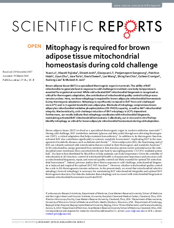(PDF) Mitophagy is required for brown adipose tissue mitochondrial ...