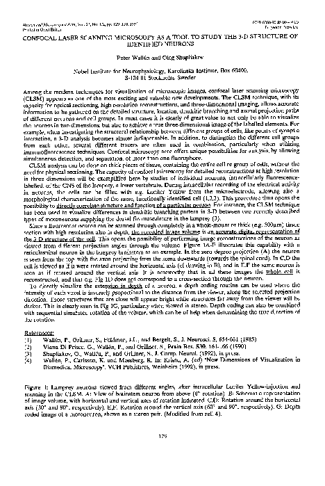 (PDF) Confocal laser scanning microscopy as a tool to study the 3-D ...