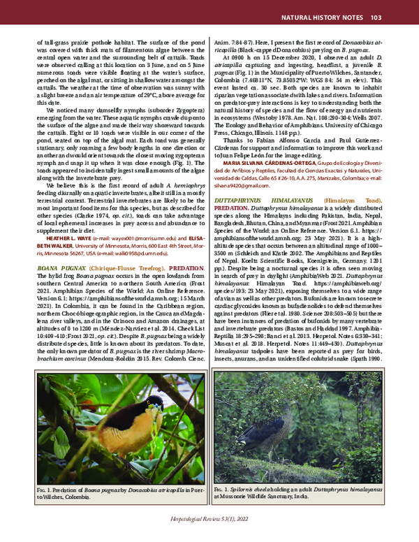 (PDF) DUTTAPHRYNUS HIMALAYANUS (Himalayan Toad). PREDATION.