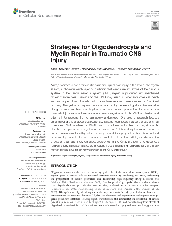 (PDF) Strategies for Oligodendrocyte and Myelin Repair in Traumatic CNS ...