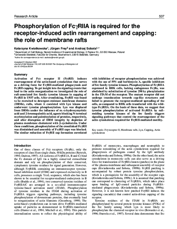 (PDF) Carotid Stenting With Cerebral Protection: First Clinical ...