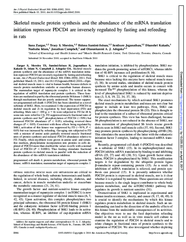 (PDF) Skeletal muscle protein synthesis and the abundance of the mRNA ...