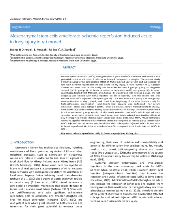 Mesenchymal stem cells ameliorate ischemia reperfusion induced acute kidney injury in rat model