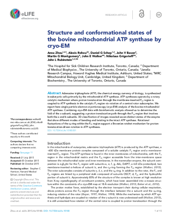 (PDF) Structure and conformational states of the bovine mitochondrial ...