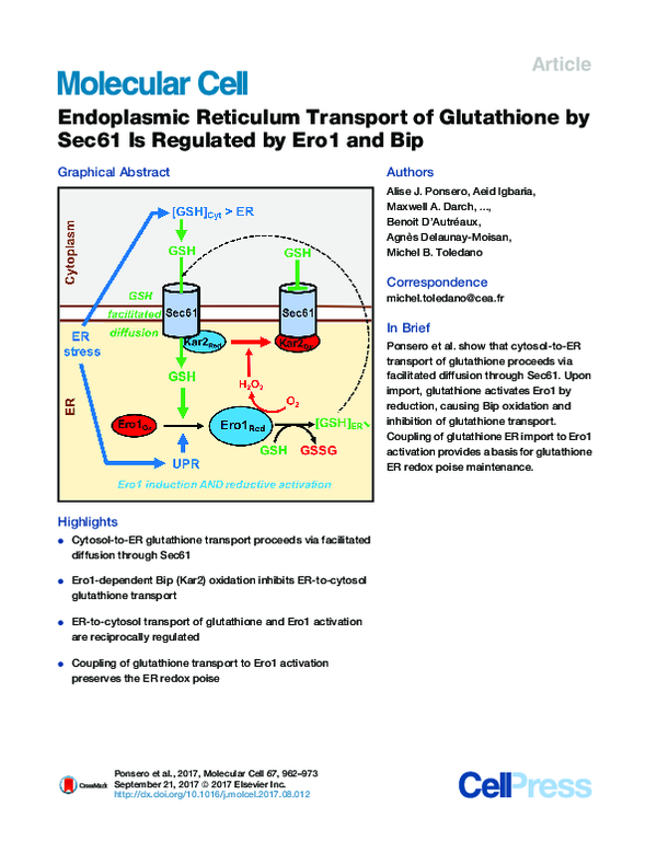 (PDF) Endoplasmic Reticulum Transport of Glutathione by Sec61 Is ...