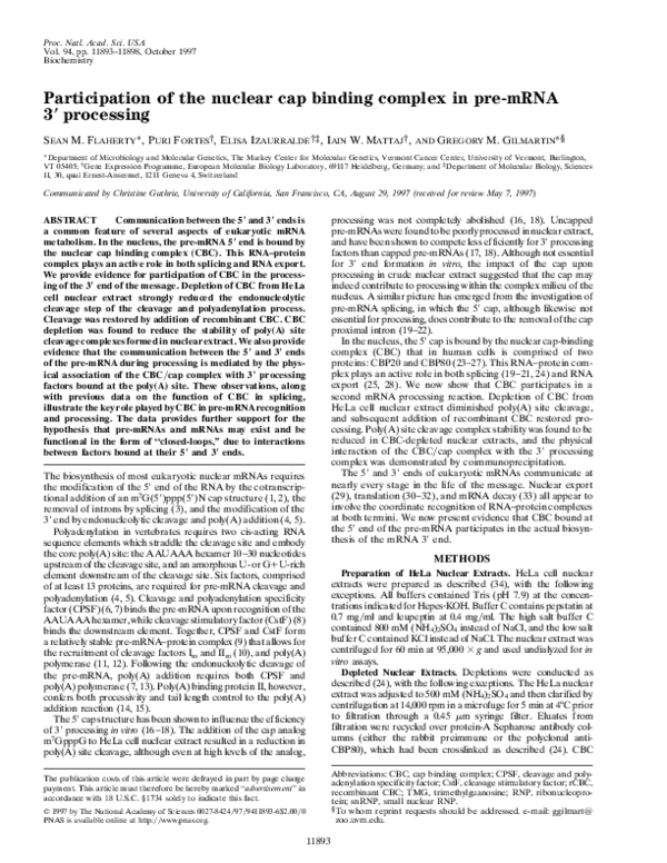 (PDF) Participation of the nuclear cap binding complex in pre-mRNA 3 ...