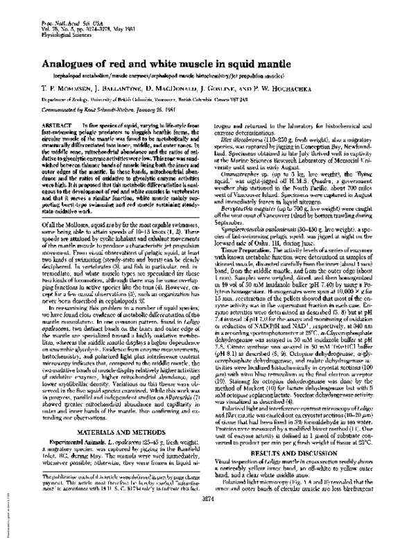 (PDF) Analogues of red and white muscle in squid mantle