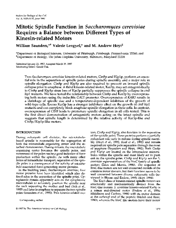 (PDF) Mitotic spindle function in Saccharomyces cerevisiae requires a ...