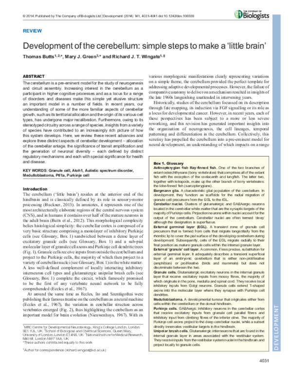 (PDF) Development of the cerebellum: simple steps to make a 'little brain