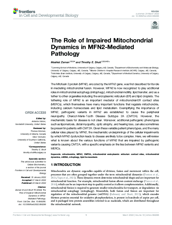 (PDF) The Role of Impaired Mitochondrial Dynamics in MFN2-Mediated ...