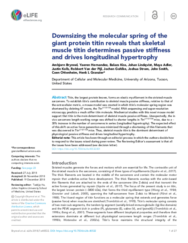 (PDF) Anchoring of the giant muscle protein titin in muscle cells ...