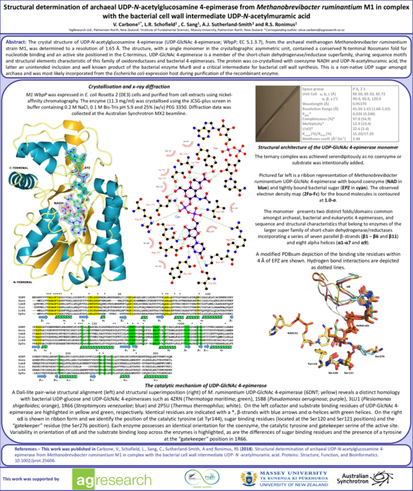 (PDF) Structural determination of archaeal UDP‐ N ‐acetylglucosamine 4 ...