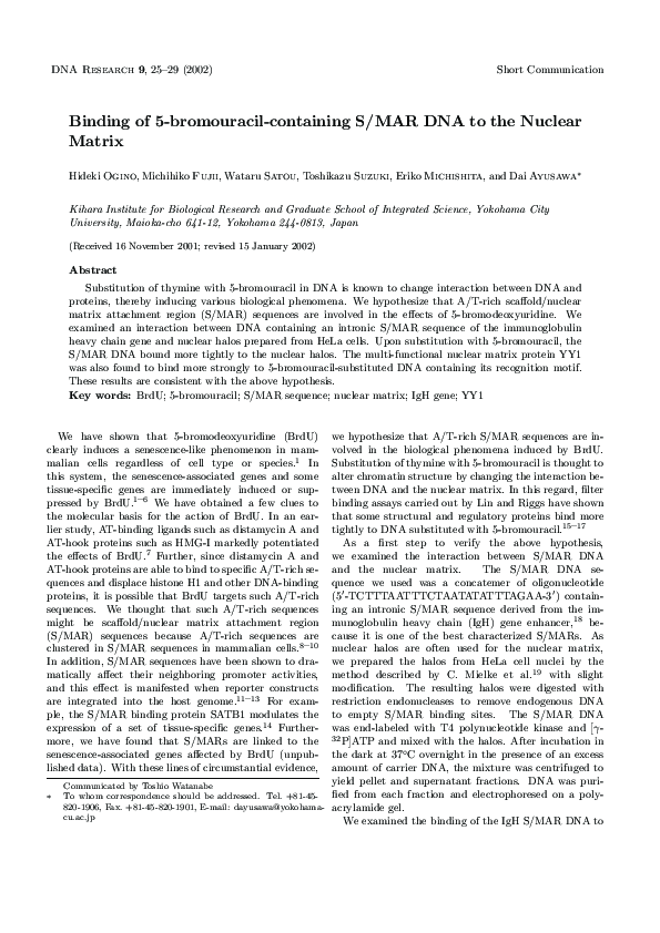 (PDF) Binding of 5-bromouracil-containing S/MAR DNA to the Nuclear Matrix