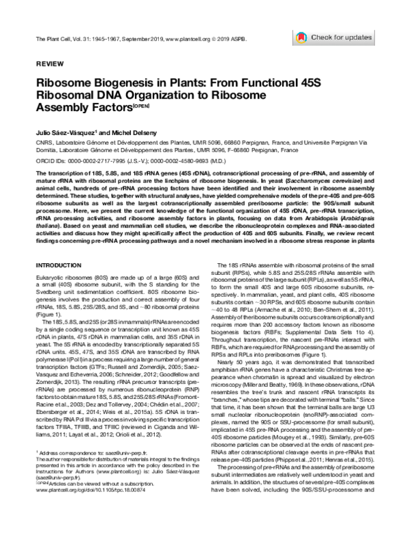 (PDF) Ribosome Biogenesis in Plants: from Functional 45S Ribosomal DNA ...