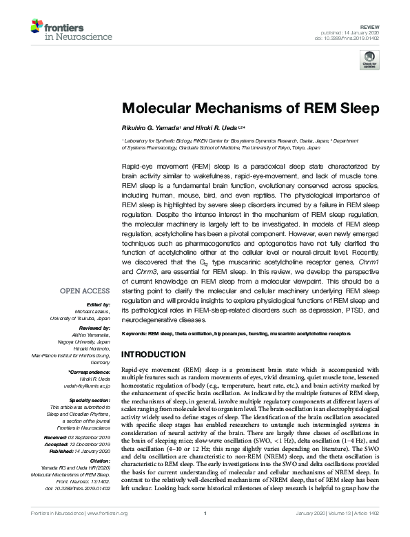 (PDF) Molecular Mechanisms of REM Sleep