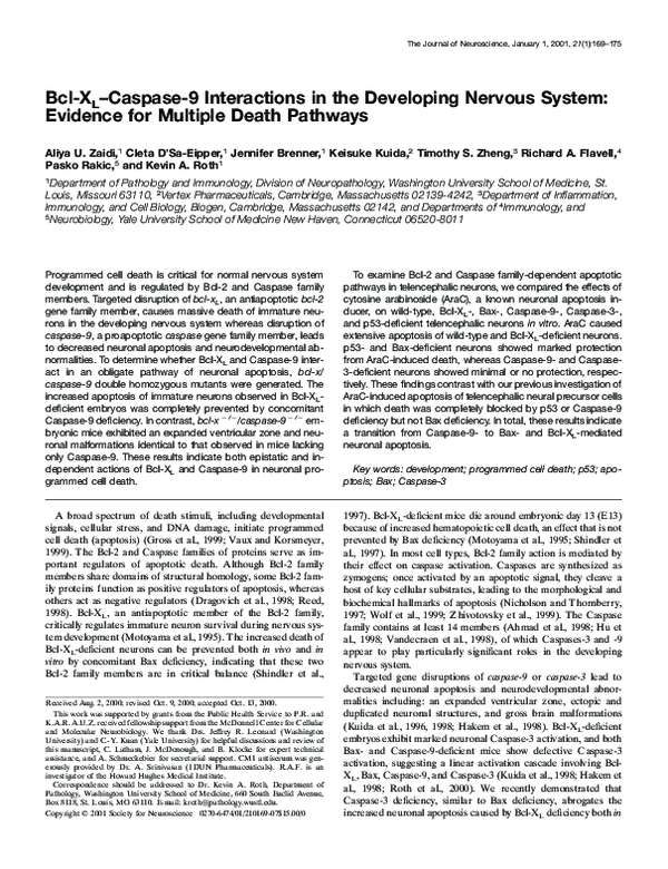 (PDF) Bcl-XL–Caspase-9 Interactions in the Developing Nervous System ...