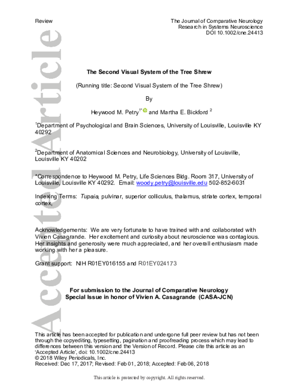 (PDF) The Second Visual System of The Tree Shrew