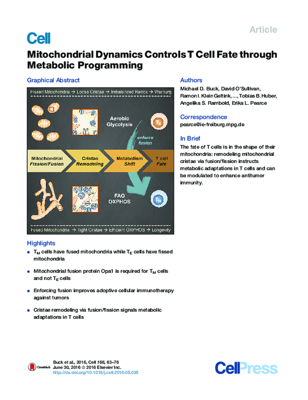 (PDF) Mitochondrial Dynamics Controls T Cell Fate through Metabolic ...