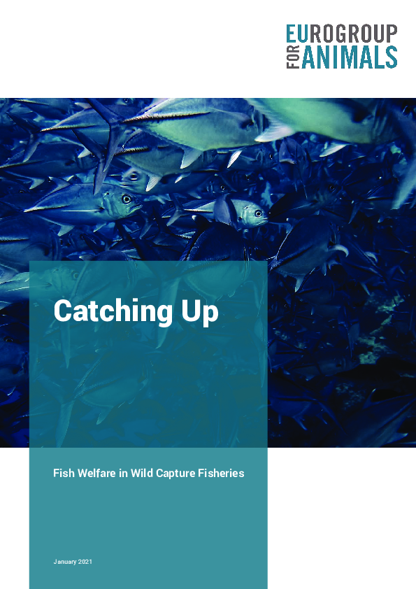 (PDF) Fish Welfare in Wild Capture Fisheries