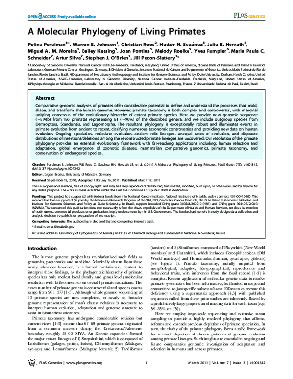 (PDF) A Molecular Phylogeny of Living Primates