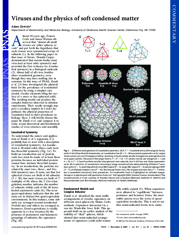 (PDF) Viruses and the physics of soft condensed matter
