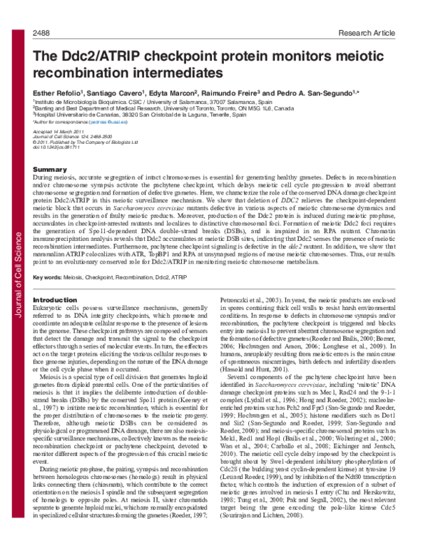 (PDF) The Ddc2/ATRIP checkpoint protein monitors meiotic recombination ...