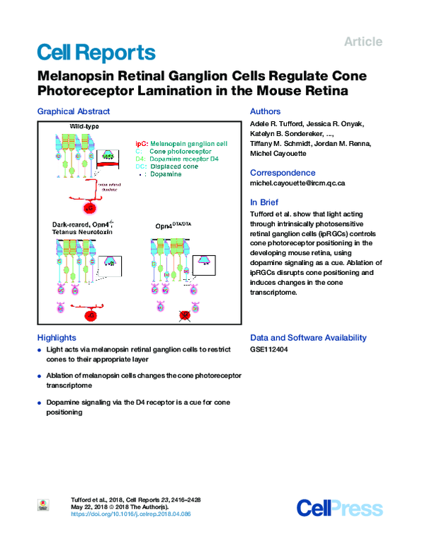 (PDF) Melanopsin Retinal Ganglion Cells Regulate Cone Photoreceptor ...