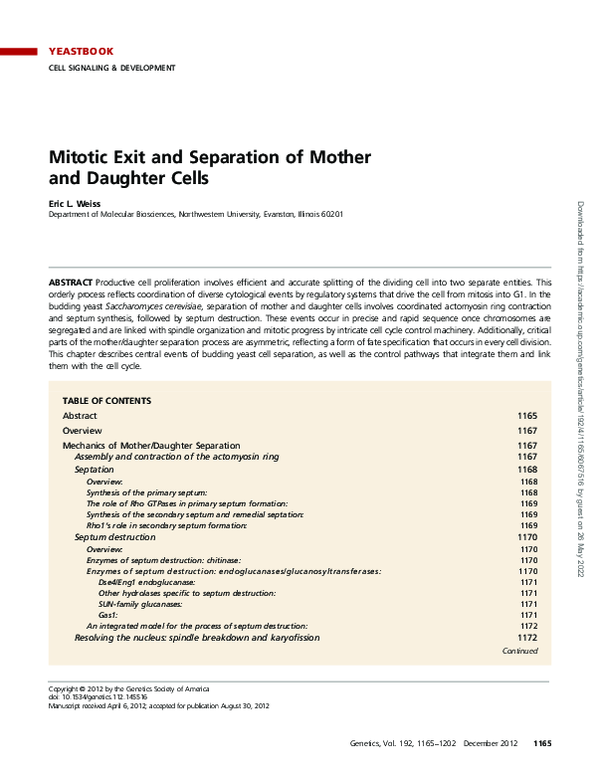 (PDF) Mitotic Exit and Separation of Mother and Daughter Cells