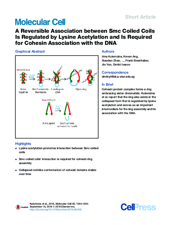 (PDF) A Reversible Association between Smc Coiled Coils Is Regulated by ...