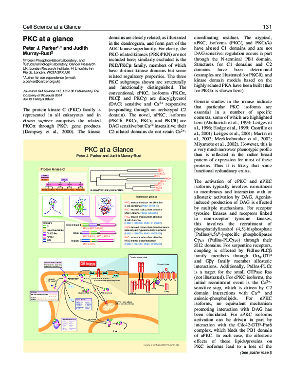 PKC at a glance