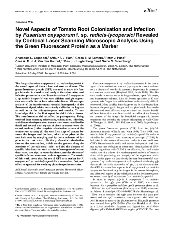 (PDF) Novel Aspects of Tomato Root Colonization and Infection by ...