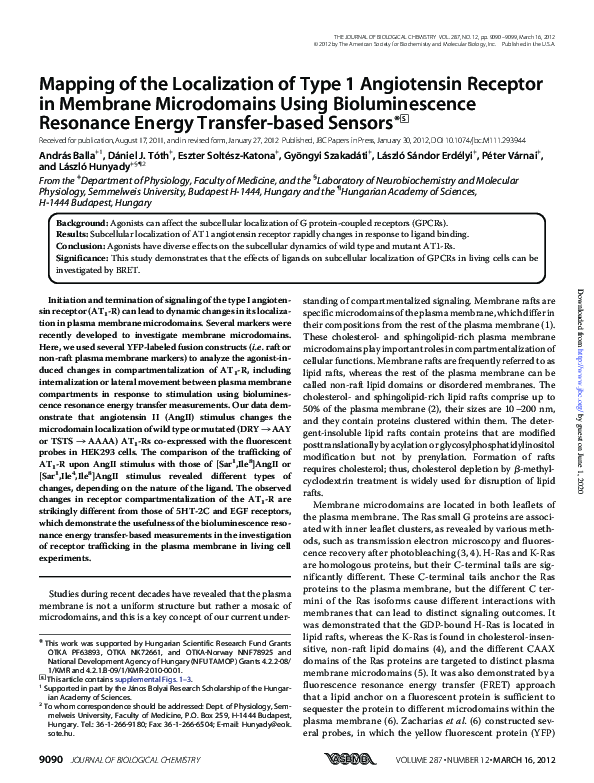 (PDF) Mapping of the Localization of Type 1 Angiotensin Receptor in ...