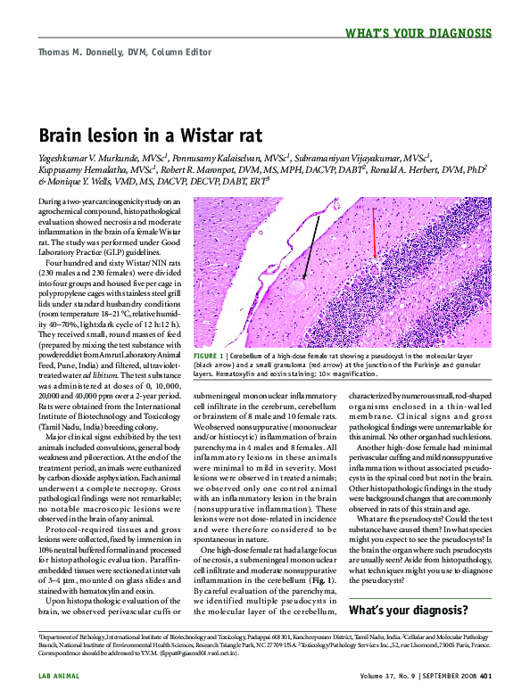 (PDF) Brain lesion in a Wistar rat
