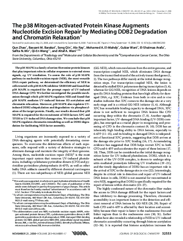(PDF) The p38 Mitogen-activated Protein Kinase Augments Nucleotide ...