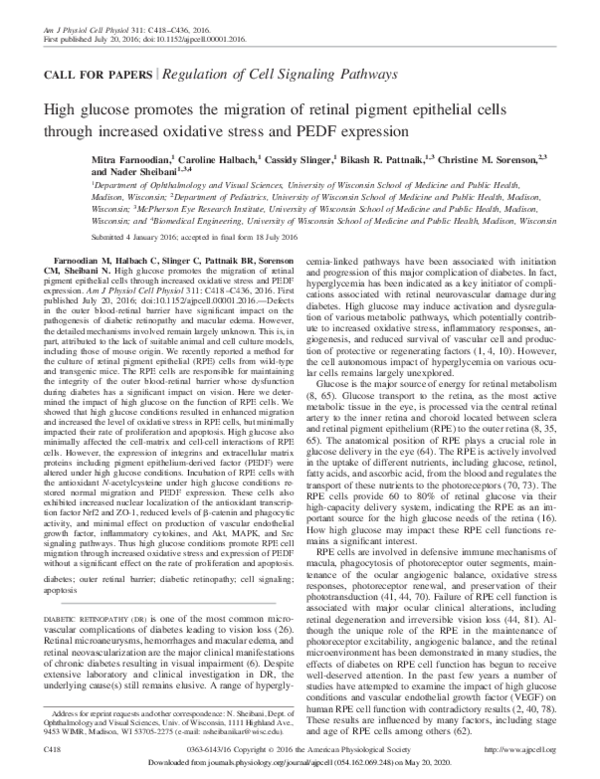 (PDF) High Glucose Promotes the Migration of Retinal Pigment Epithelial ...