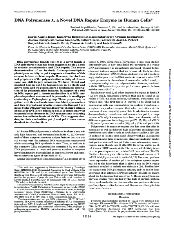 (PDF) DNA Polymerase λ, a Novel DNA Repair Enzyme in Human Cells