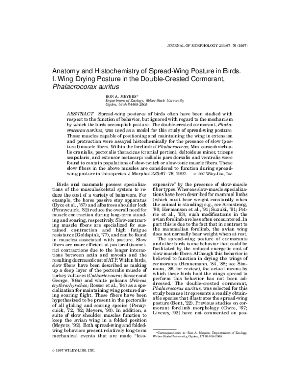 (PDF) Anatomy and histochemistry of spread-wing posture in birds. 2 ...