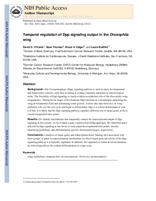 (PDF) Temporal regulation of Dpp signaling output in the Drosophila wing