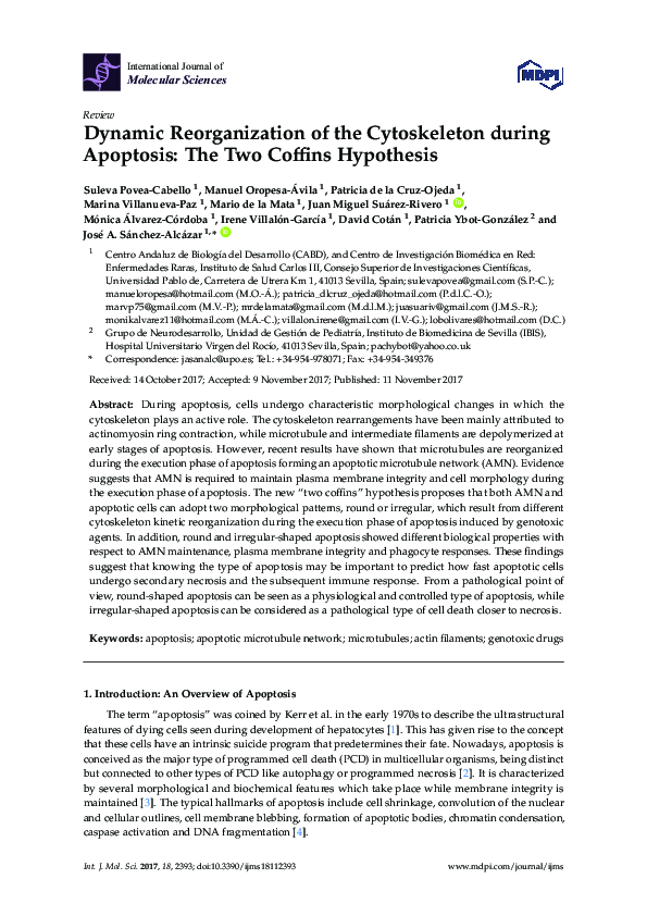 (PDF) Dynamic Reorganization of the Cytoskeleton during Apoptosis: The ...
