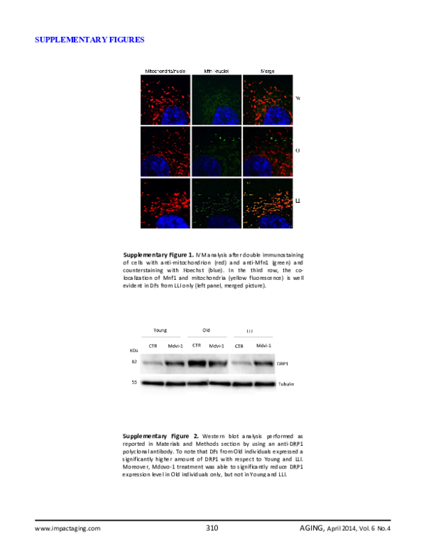 (PDF) Mitochondria hyperfusion and elevated autophagic activity are key ...