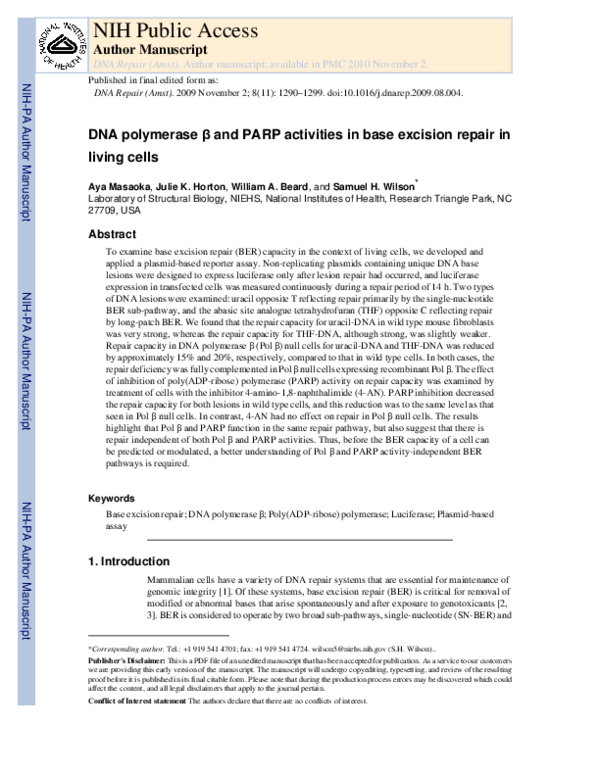 (PDF) DNA polymerase β and PARP activities in base excision repair in ...