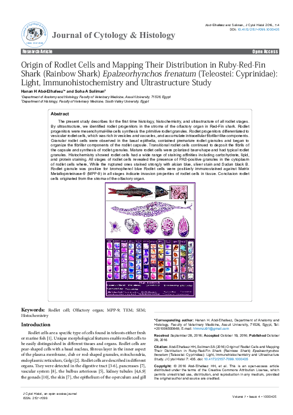 (PDF) Origin of Rodlet Cells and Mapping Their Distribution in Ruby-Red ...