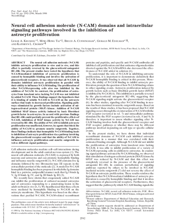 (PDF) Neural cell adhesion molecule (N-CAM) domains and intracellular ...