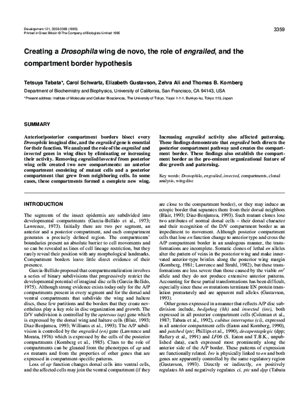 (PDF) Creating a Drosophila wing de novo, the role of engrailed, and ...