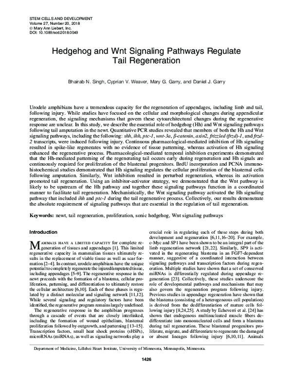 (PDF) Hedgehog and Wnt Signaling Pathways Regulate Tail Regeneration