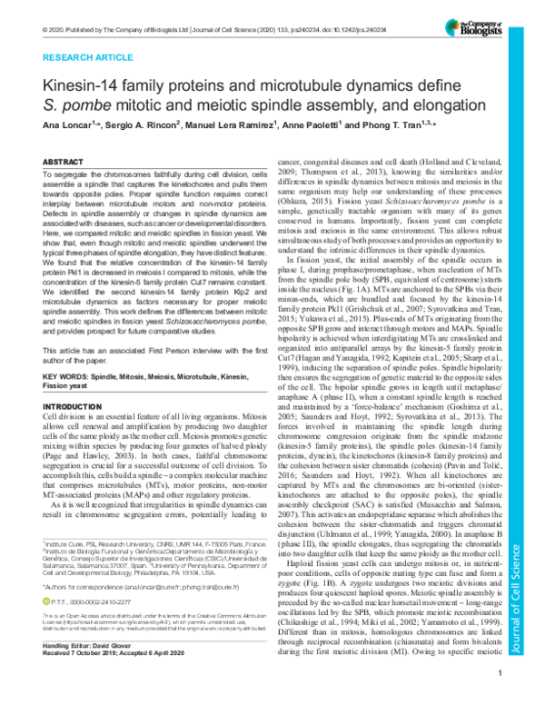 (PDF) Kinesin-14s and microtubule dynamics define fission yeast mitotic ...