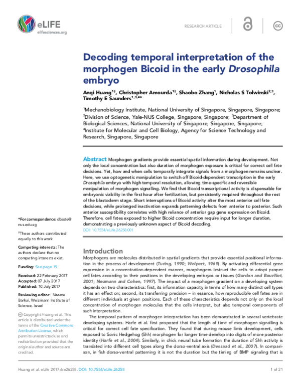 (PDF) Decoding temporal interpretation of the morphogen Bicoid in the ...