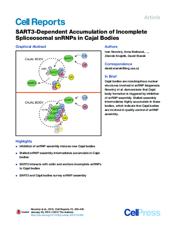 (PDF) SART3-Dependent Accumulation of Incomplete Spliceosomal snRNPs in ...