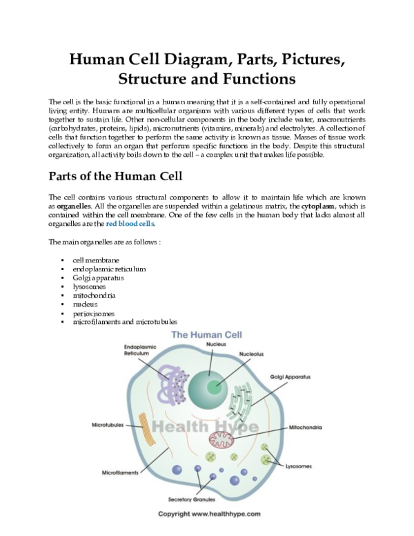 (PDF) Human Cell Diagram, Parts, Pictures, Structure and Functions