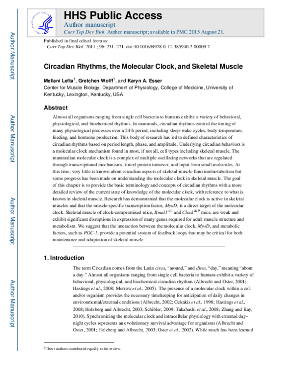 (PDF) Circadian Rhythms, the Molecular Clock, and Skeletal Muscle